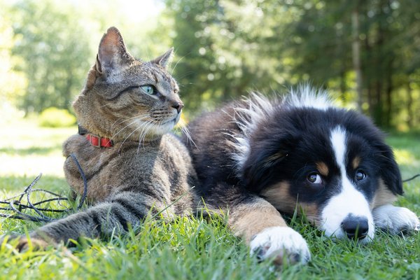 How to Introduce a New Kitten to a Home with a Resident Dog?