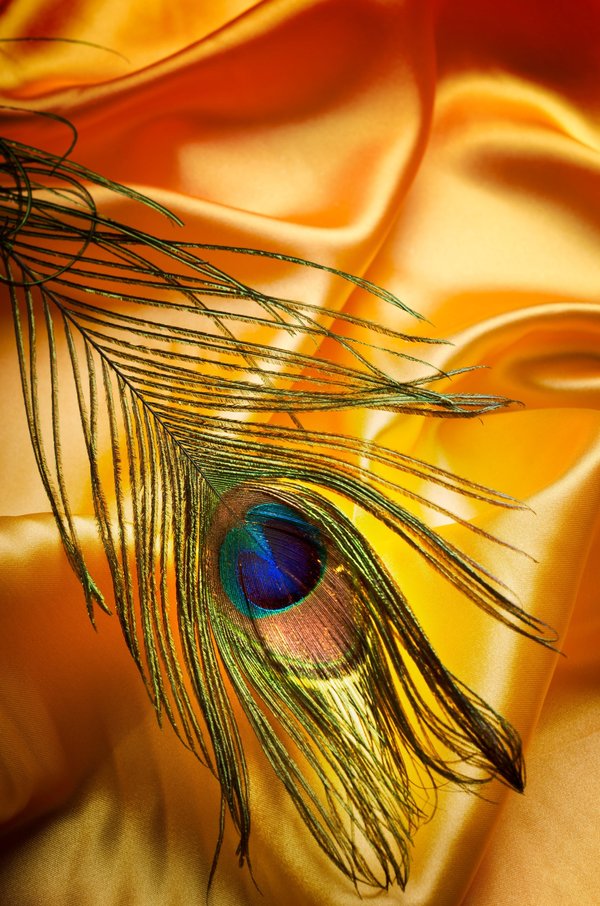 Why you should choose natural feathers for your home decor