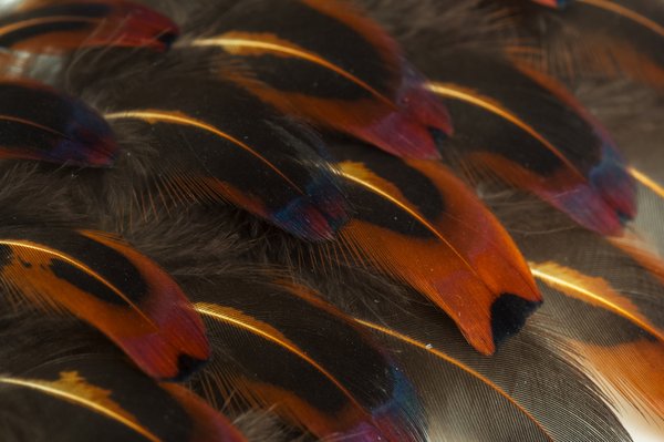 Top reasons to incorporate natural feathers into home decor